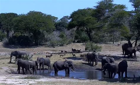 【LIVE】 Webcam Tembe Elephant Park